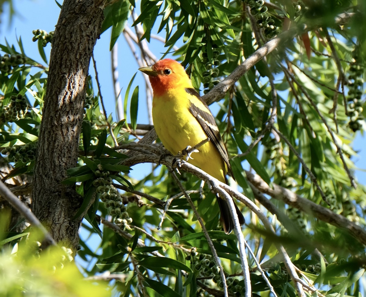 Western Tanager - ML620251182