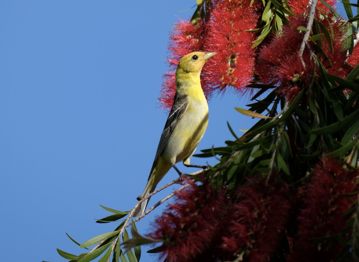 Western Tanager - ML620251183