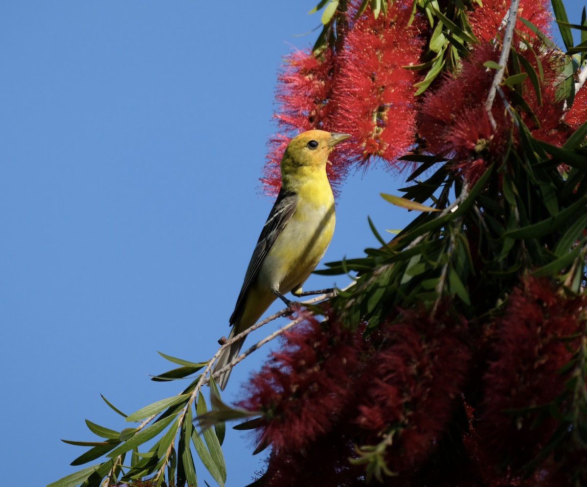 Western Tanager - ML620251184