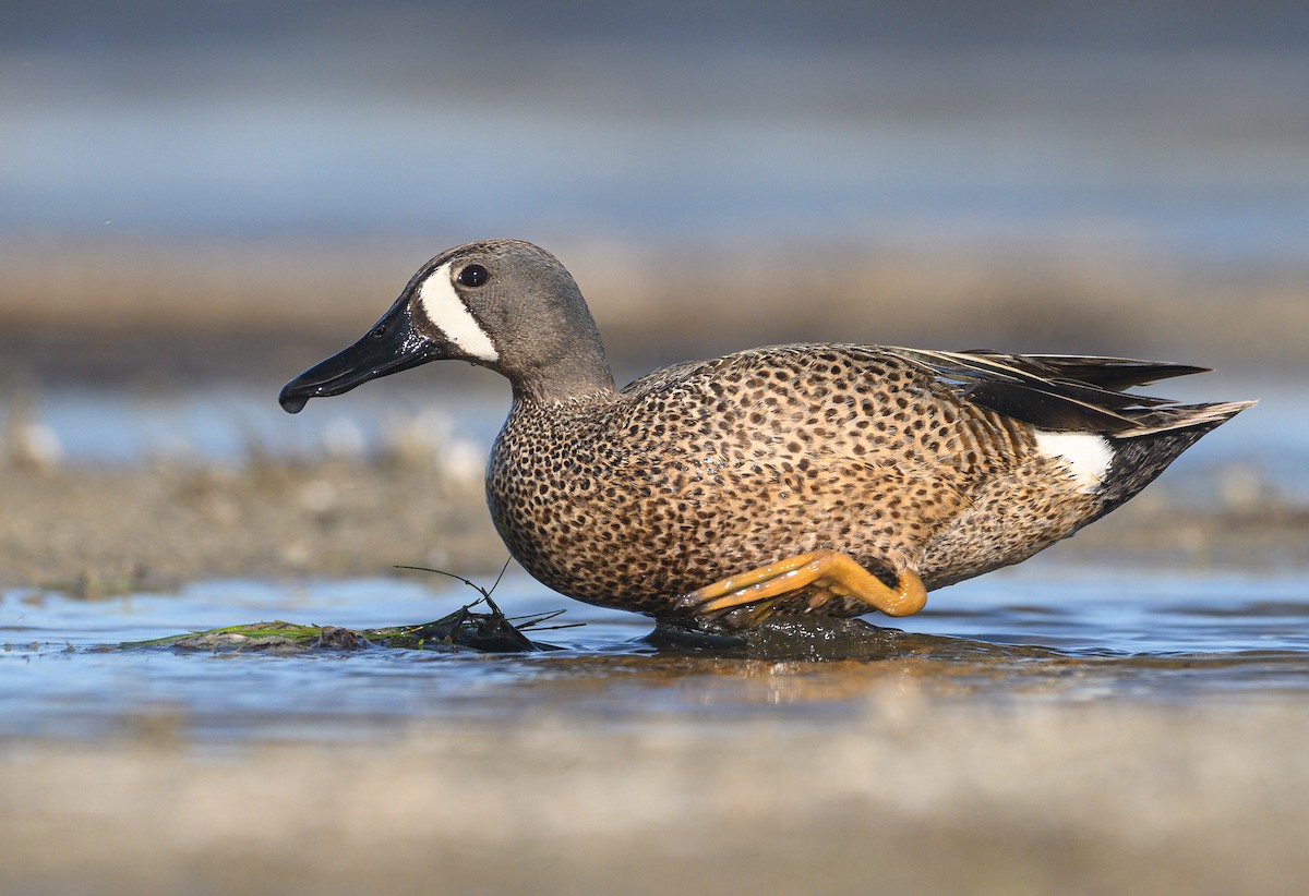 Blue-winged Teal - ML620251197