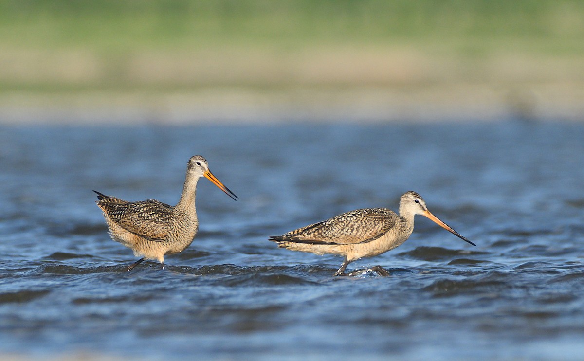 Marbled Godwit - ML620251198