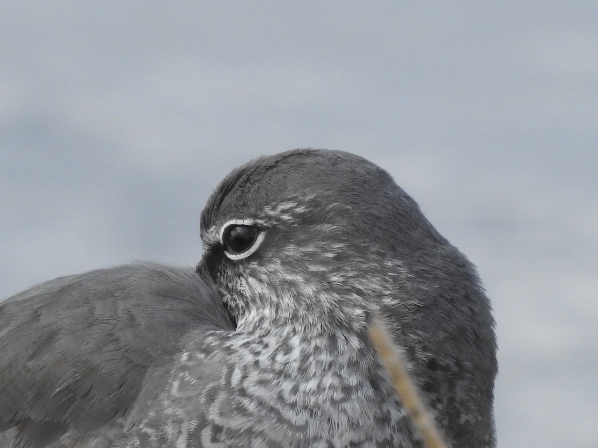 Wandering Tattler - ML620251200