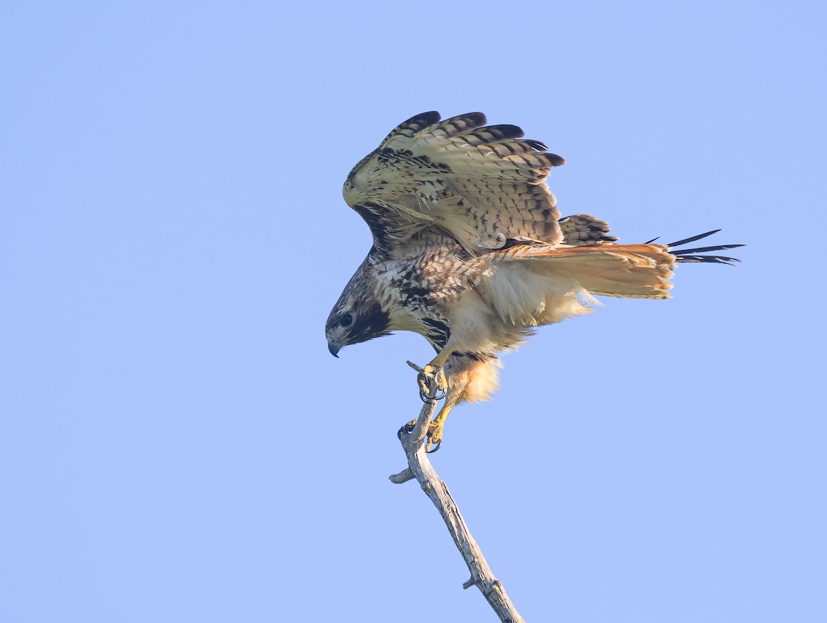 Red-tailed Hawk - ML620251202