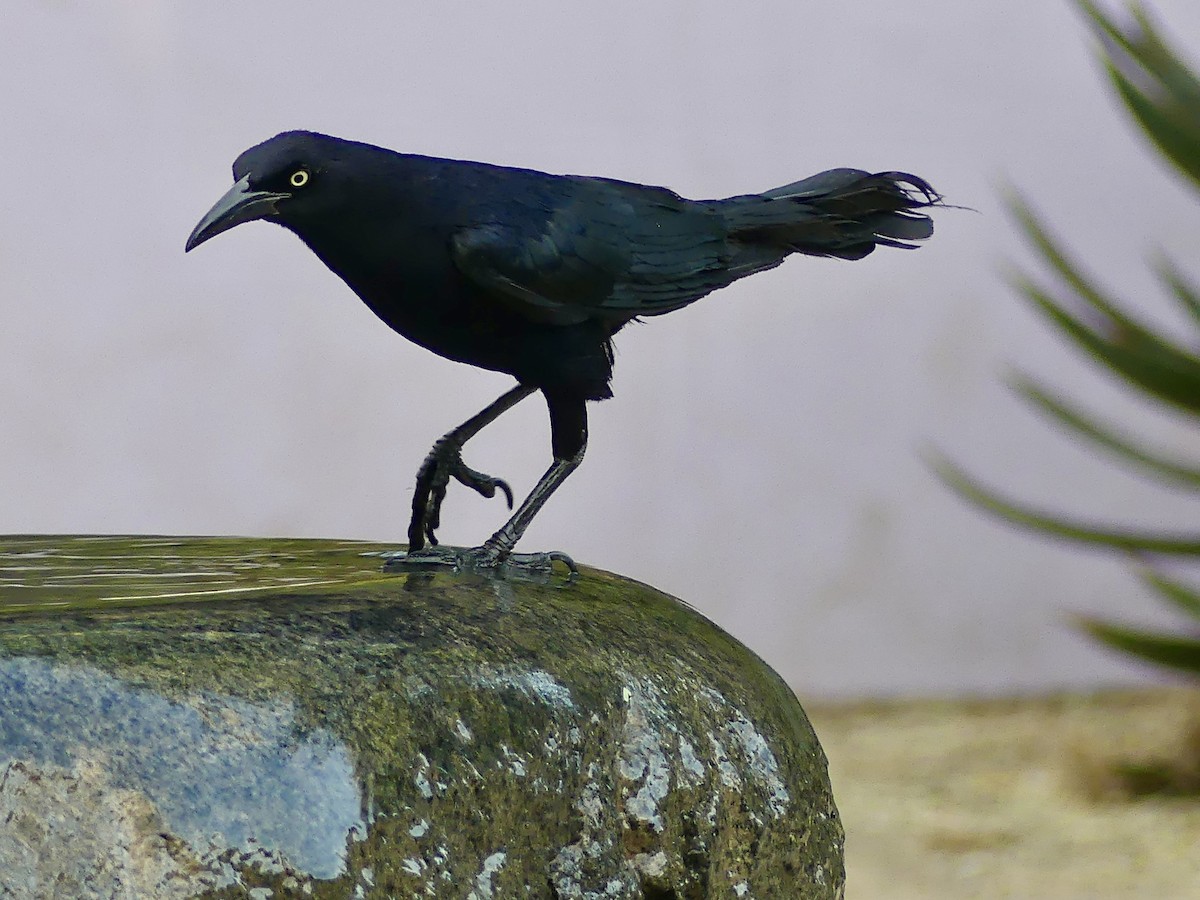 Great-tailed Grackle - ML620251207