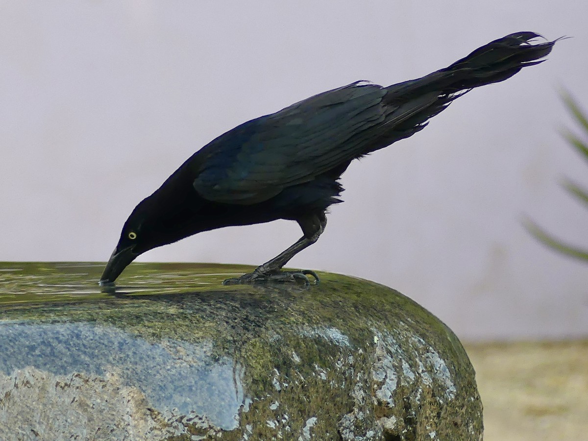 Great-tailed Grackle - ML620251208