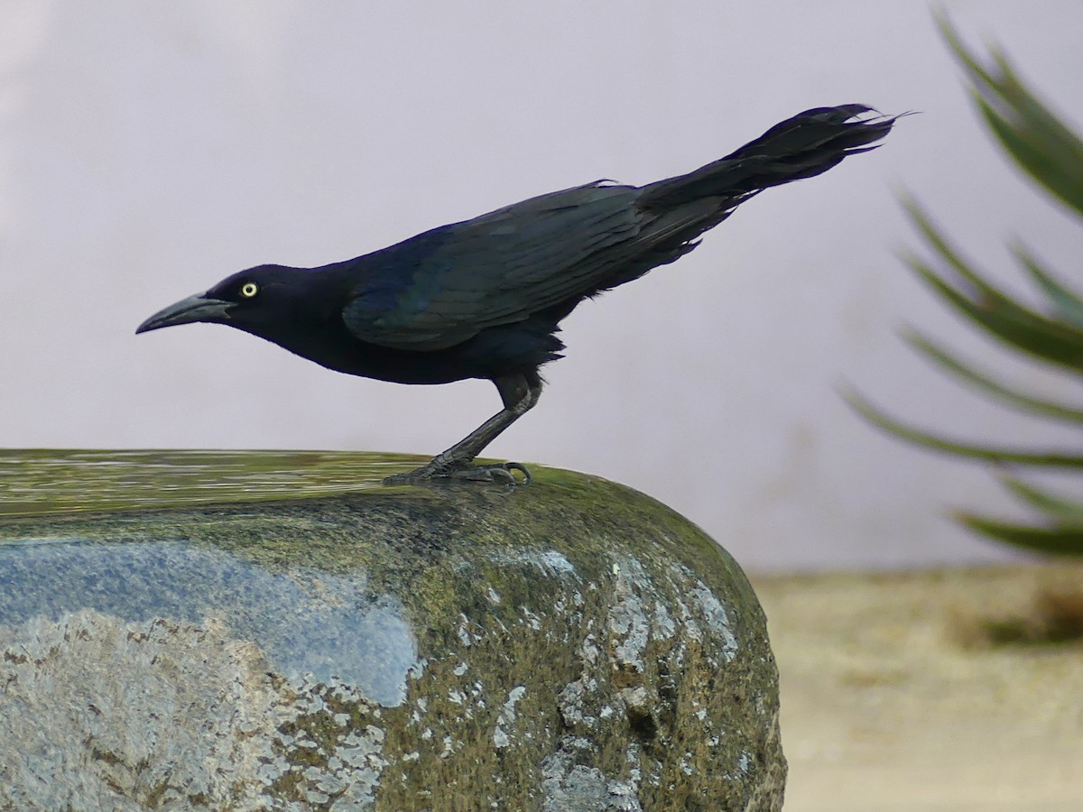Great-tailed Grackle - ML620251209