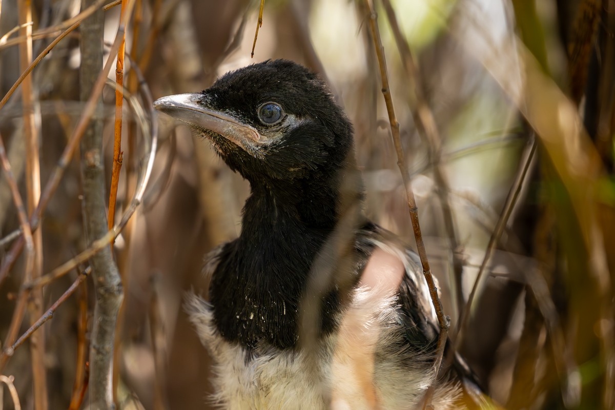 Black-billed Magpie - Roger Kohn