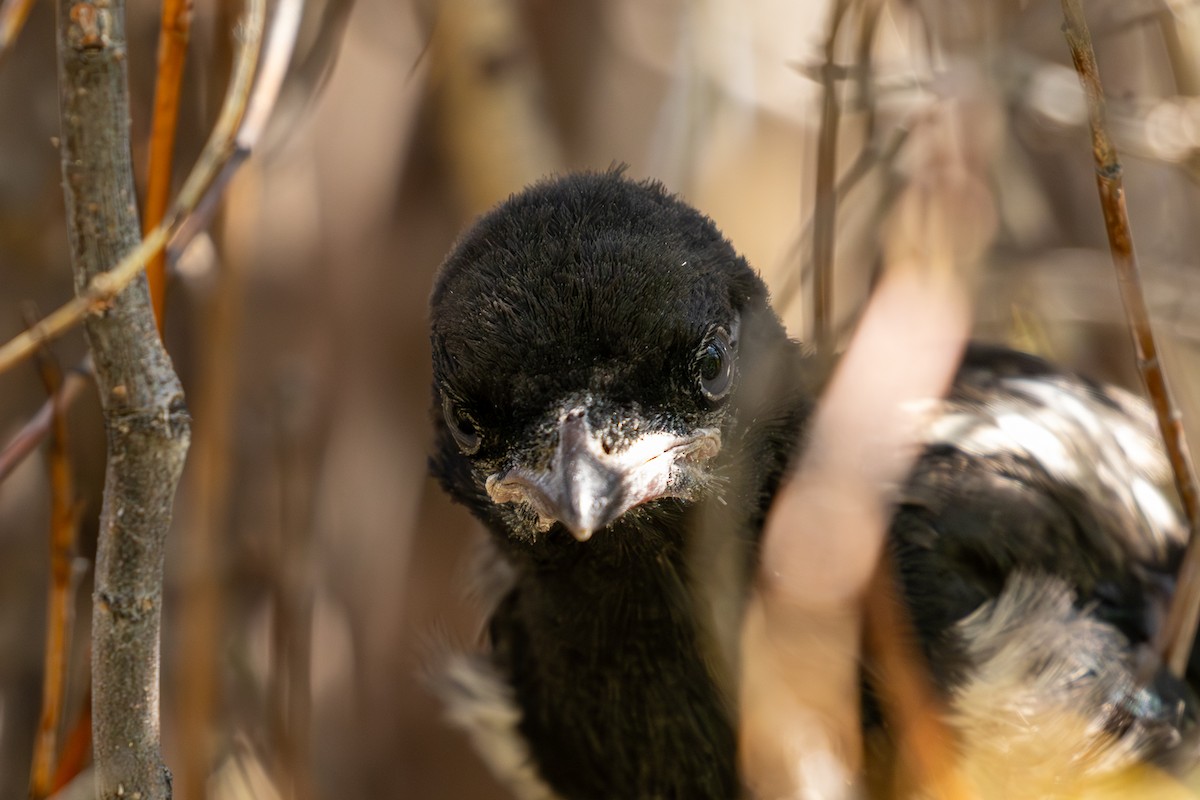 Black-billed Magpie - ML620251214