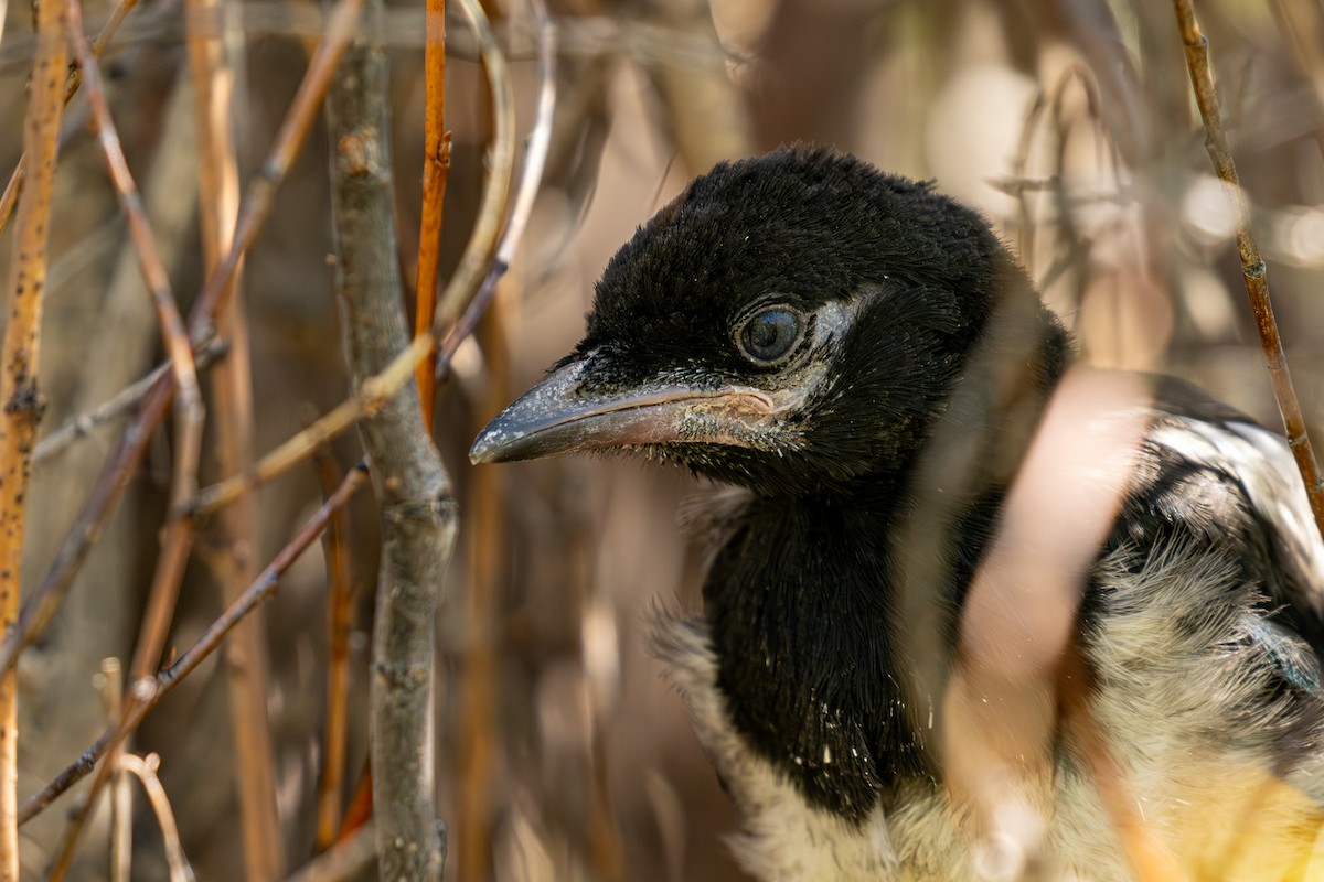 Black-billed Magpie - ML620251216