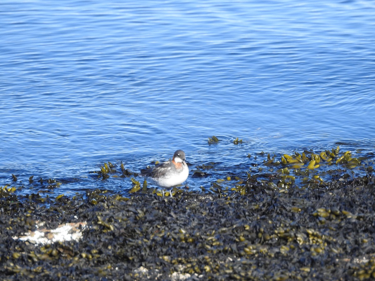 Phalarope à bec étroit - ML620251220