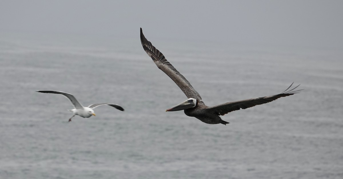 pelikán hnědý - ML620251222