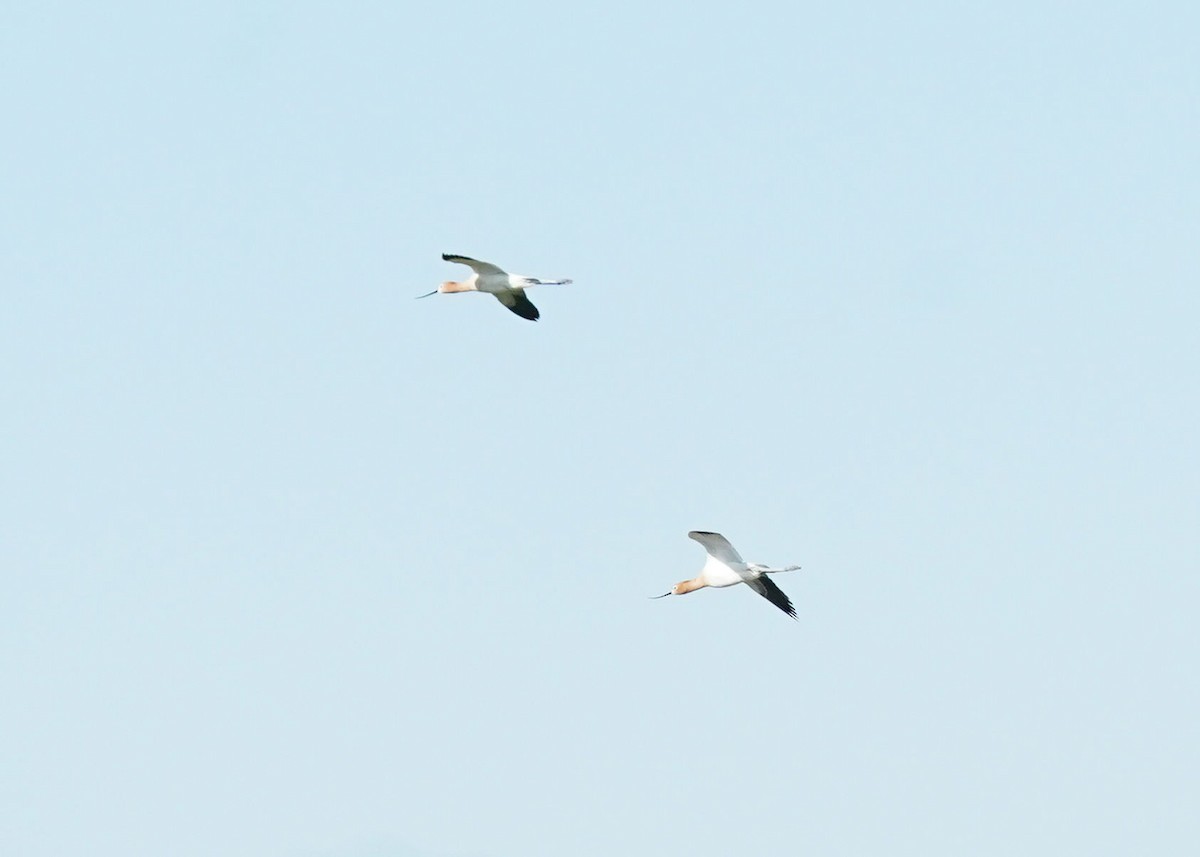 Avoceta Americana - ML620251234