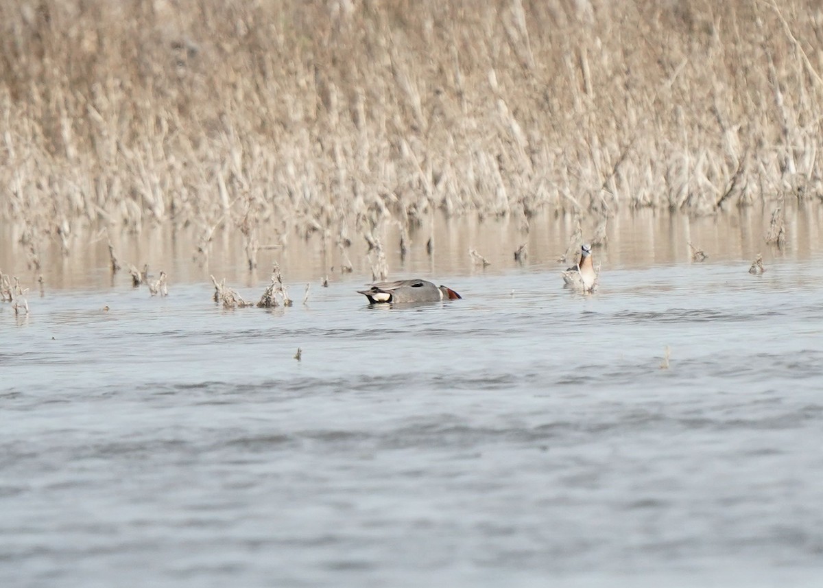 Green-winged Teal - ML620251236