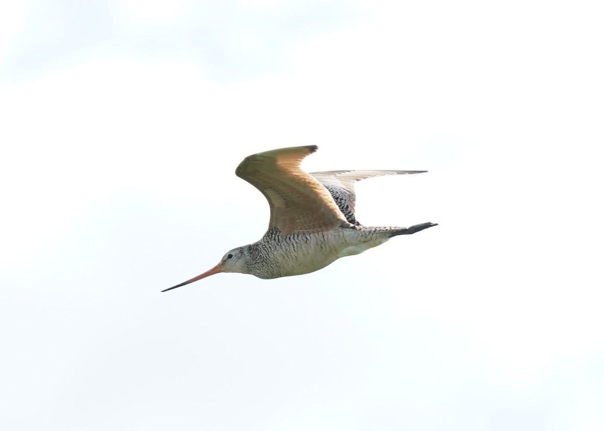 Marbled Godwit - ML620251238