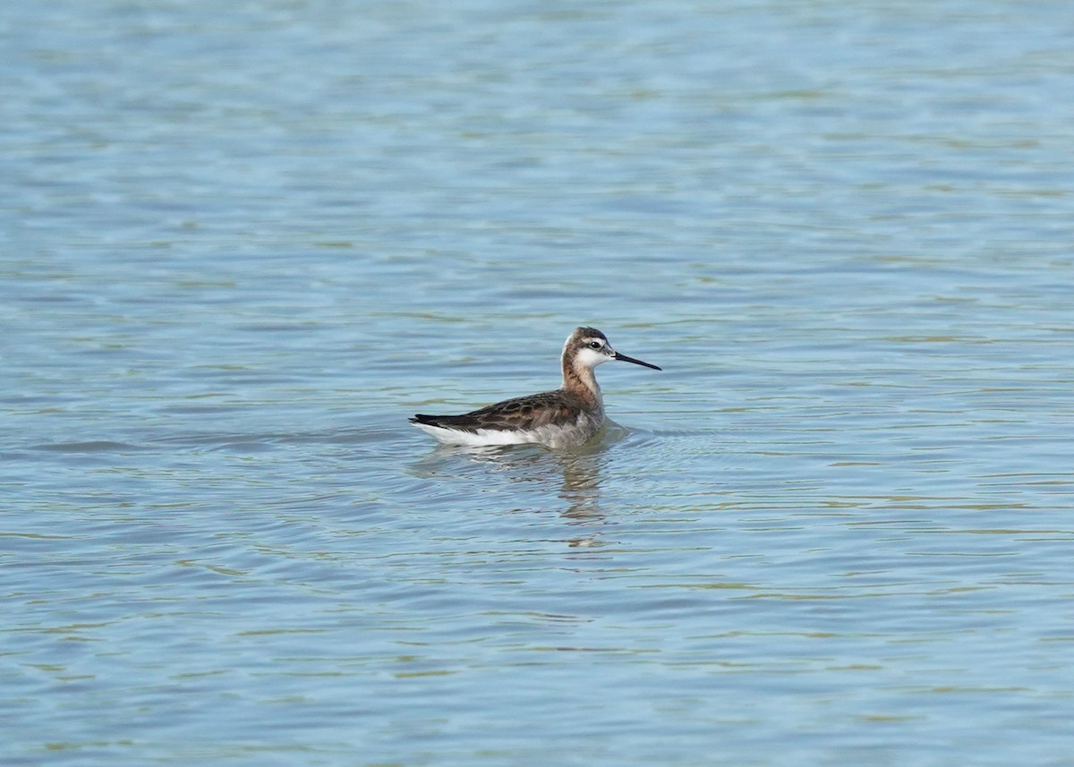 Wilson's Phalarope - ML620251255