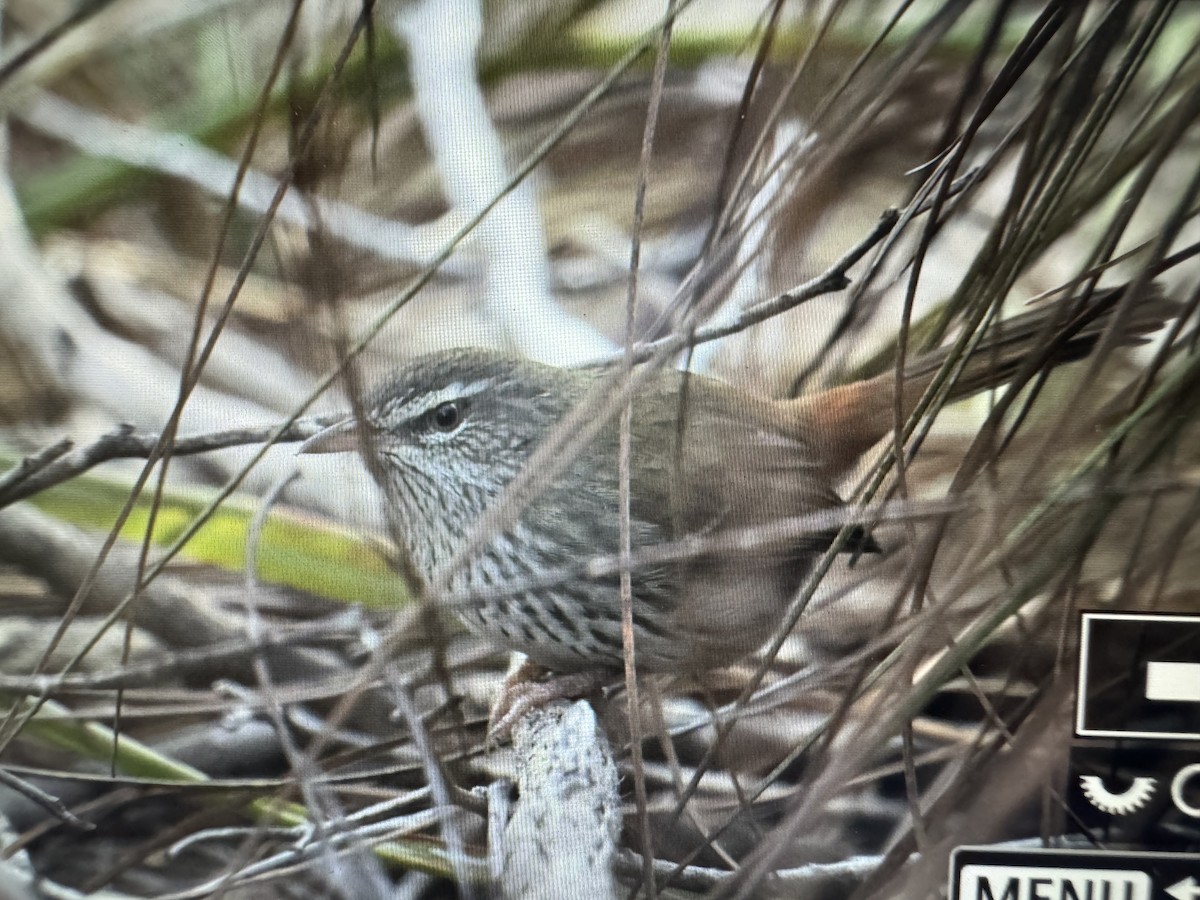 Chestnut-rumped Heathwren - ML620251257