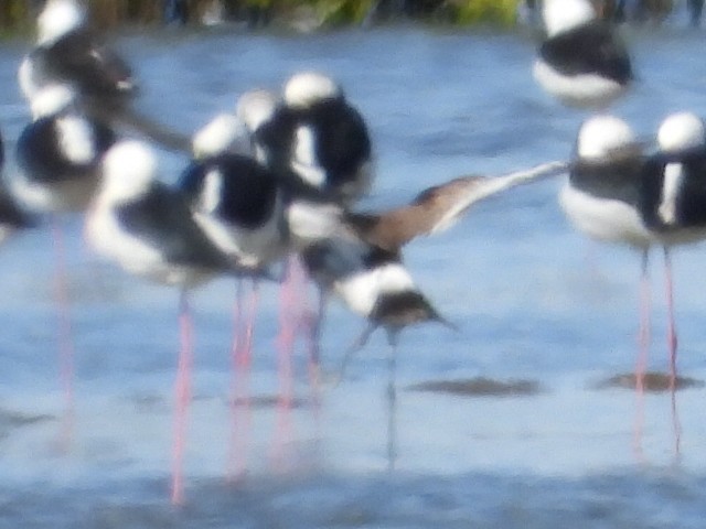 Black-tailed Godwit - ML620251266