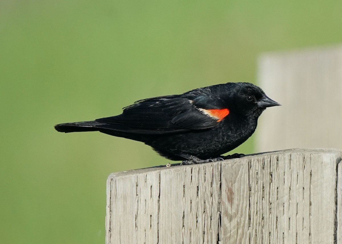 Red-winged Blackbird - ML620251267