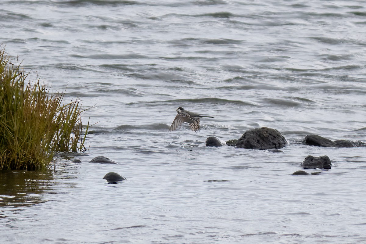 White Wagtail - ML620251273