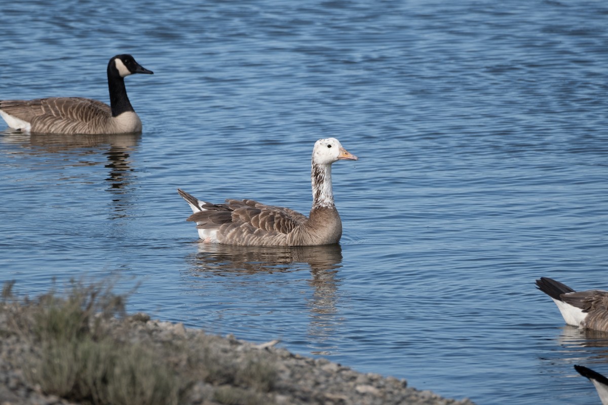 Domestic goose sp. x Canada Goose (hybrid) - ML620251281