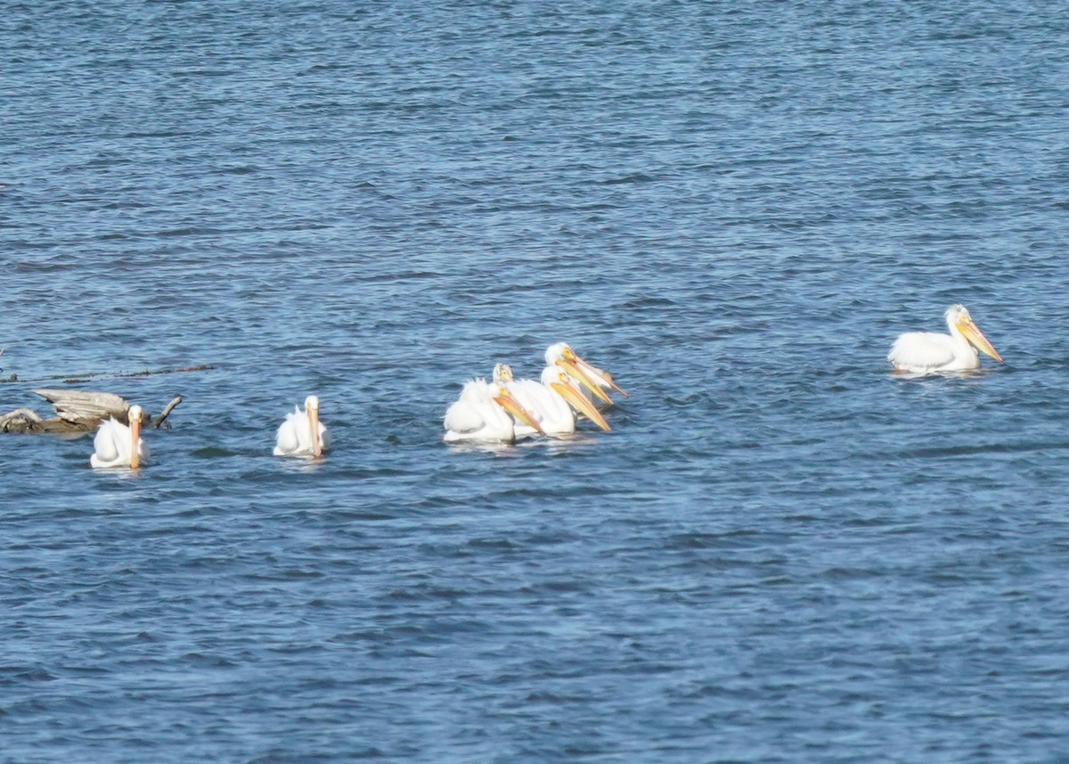 American White Pelican - ML620251282