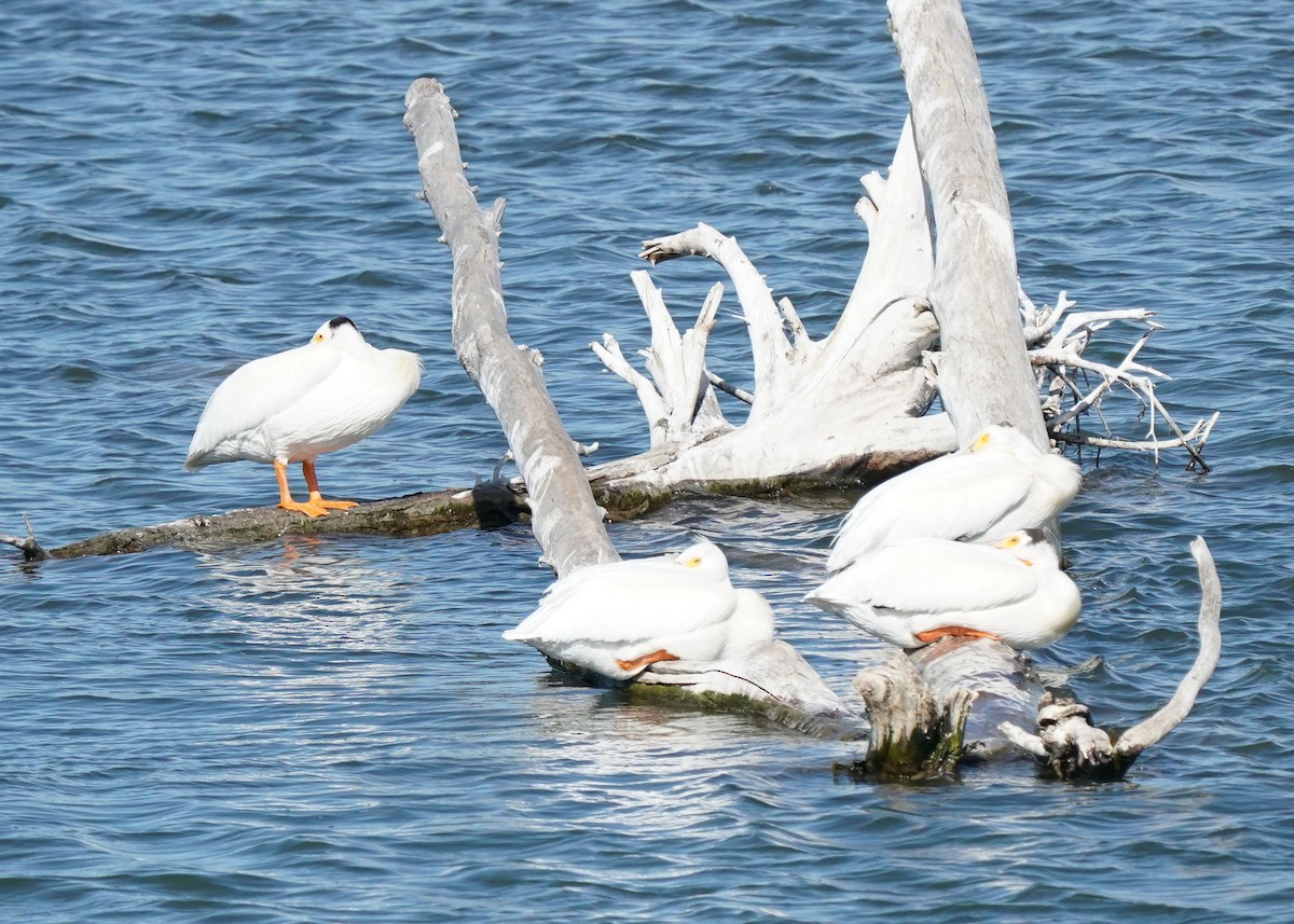 American White Pelican - ML620251283