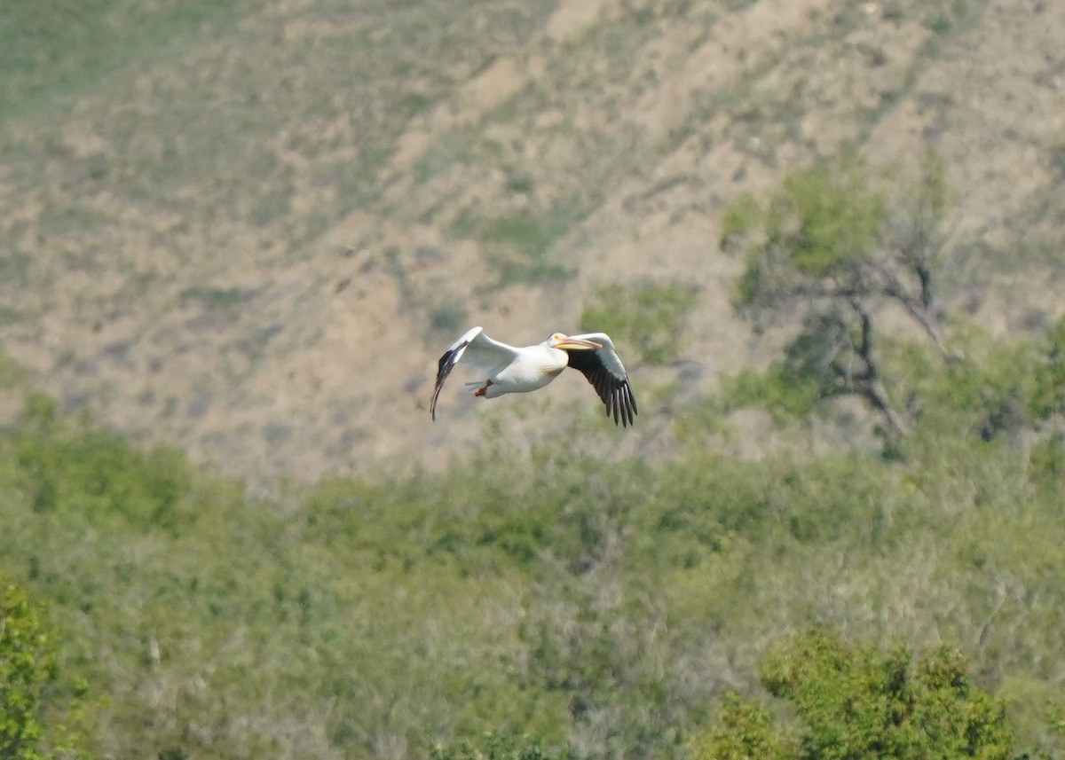 American White Pelican - ML620251284