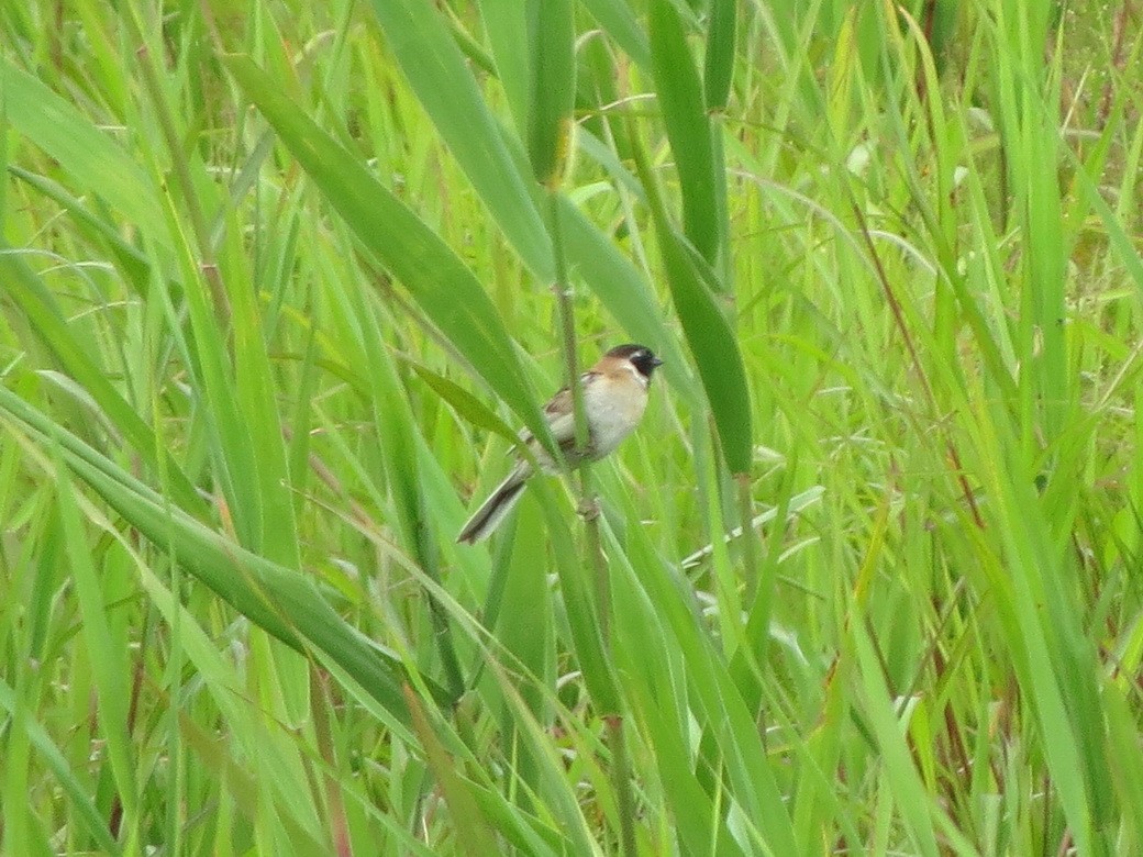 Ochre-rumped Bunting - ML620251286