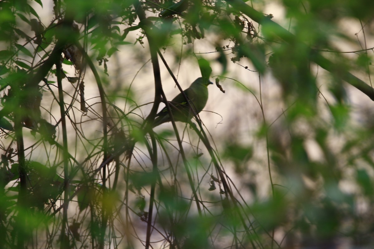 Gray-fronted Green-Pigeon - ML620251293