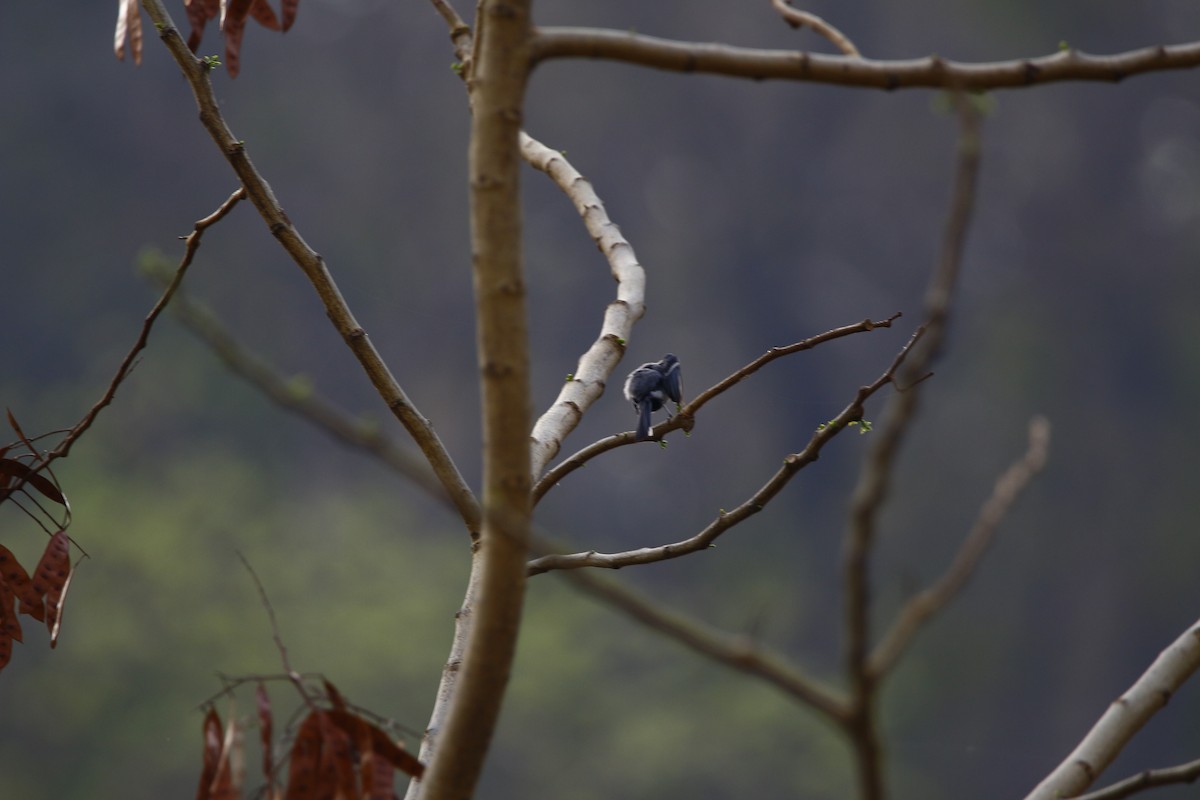 Mésange indienne - ML620251302