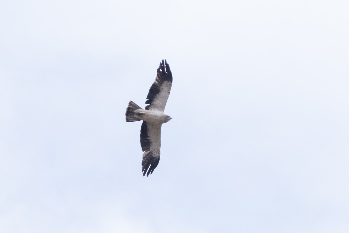 Booted Eagle - ML620251309