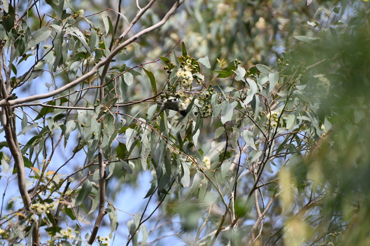 White-naped Honeyeater - ML620251316