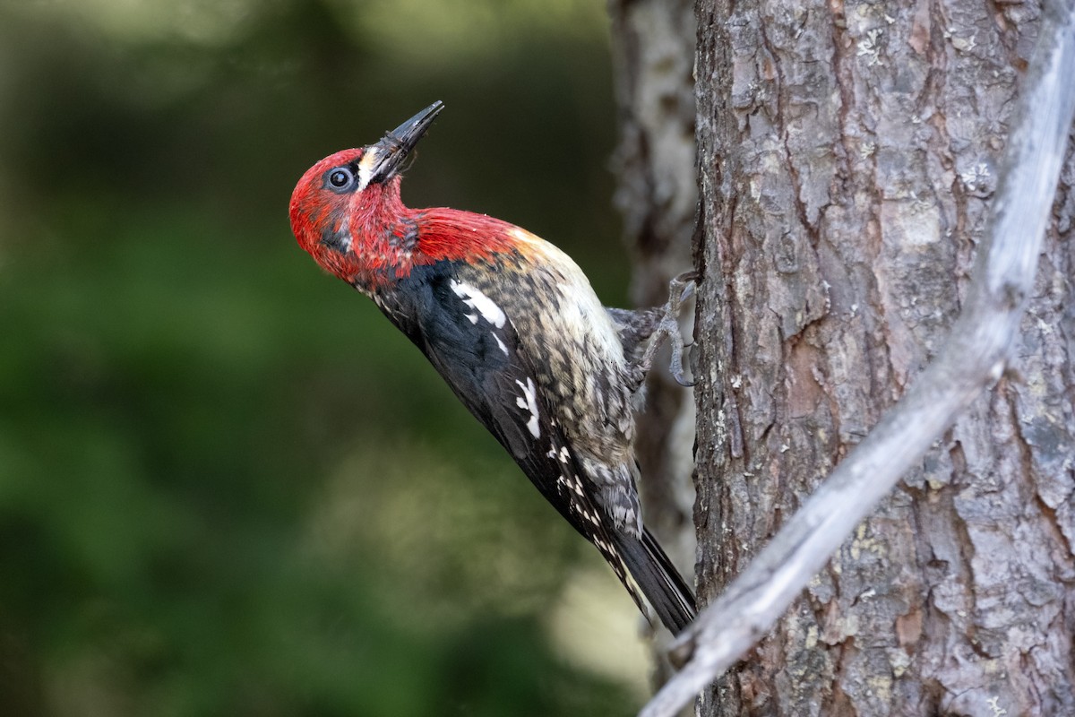 Red-breasted Sapsucker - ML620251319