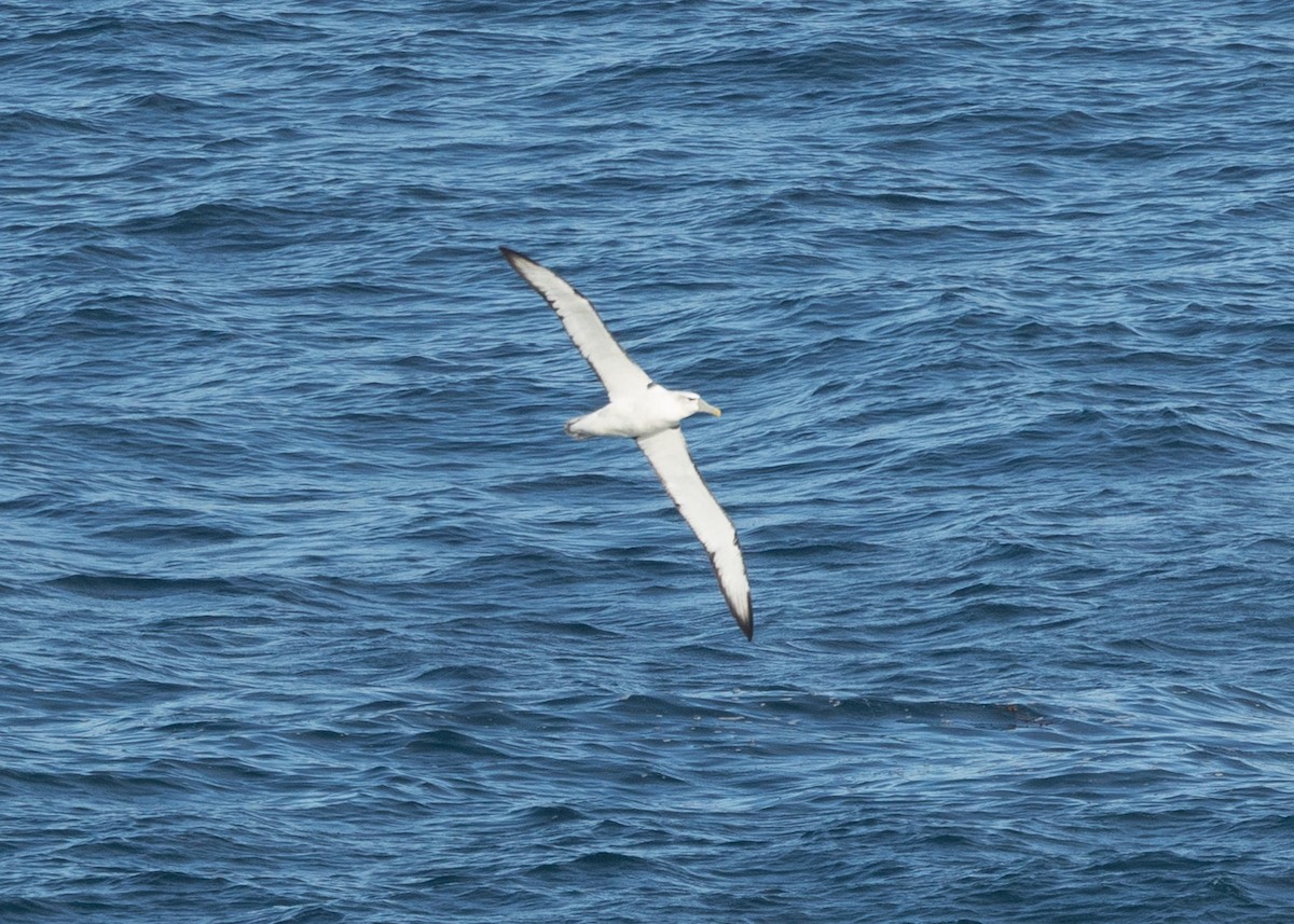 Белошапочный альбатрос - ML620251320