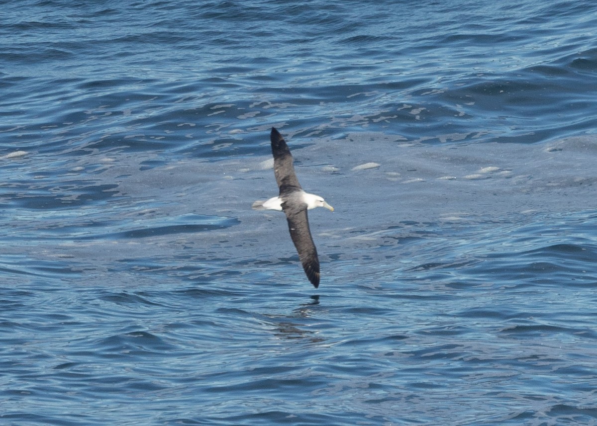 White-capped Albatross - ML620251321