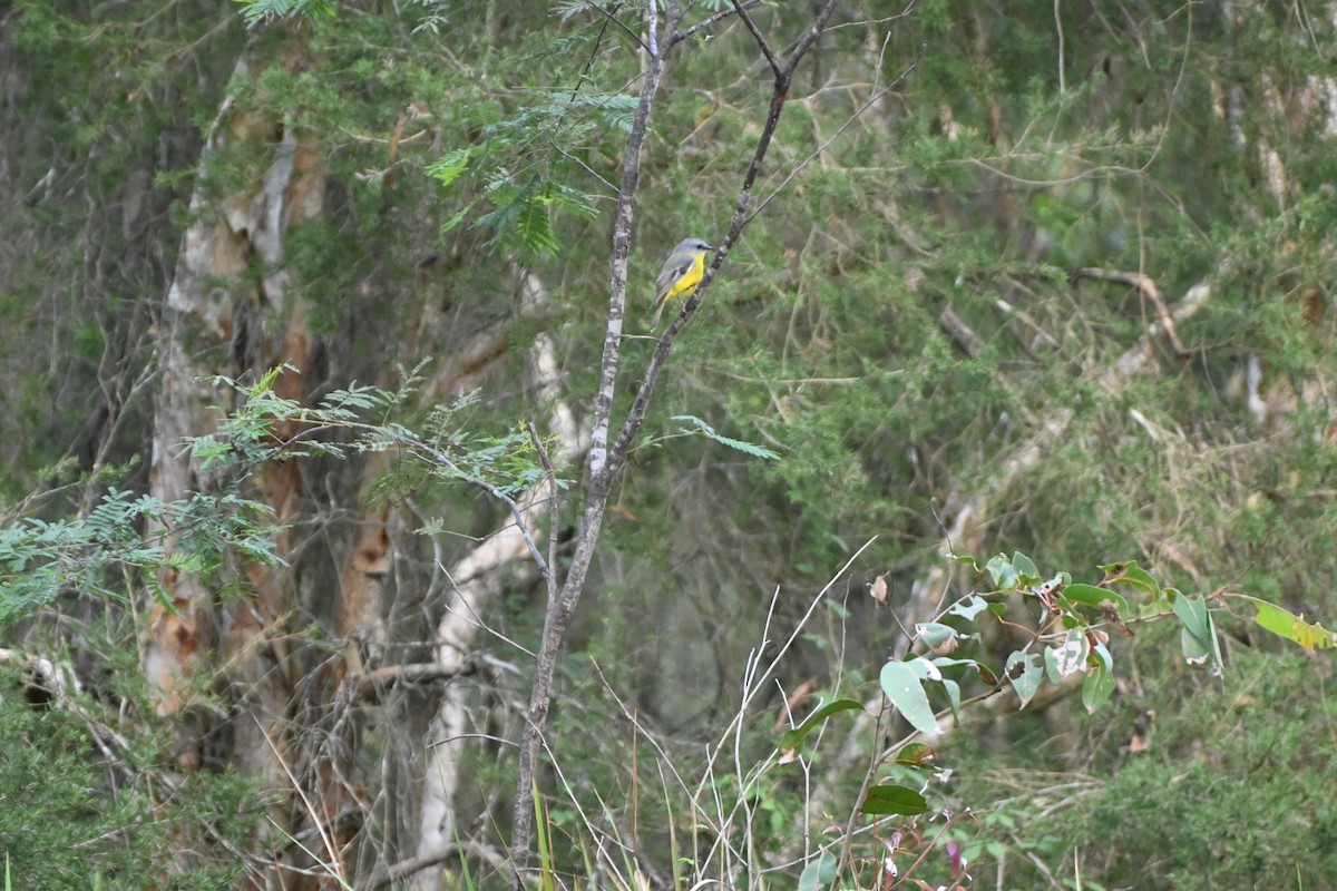 Eastern Yellow Robin - ML620251329