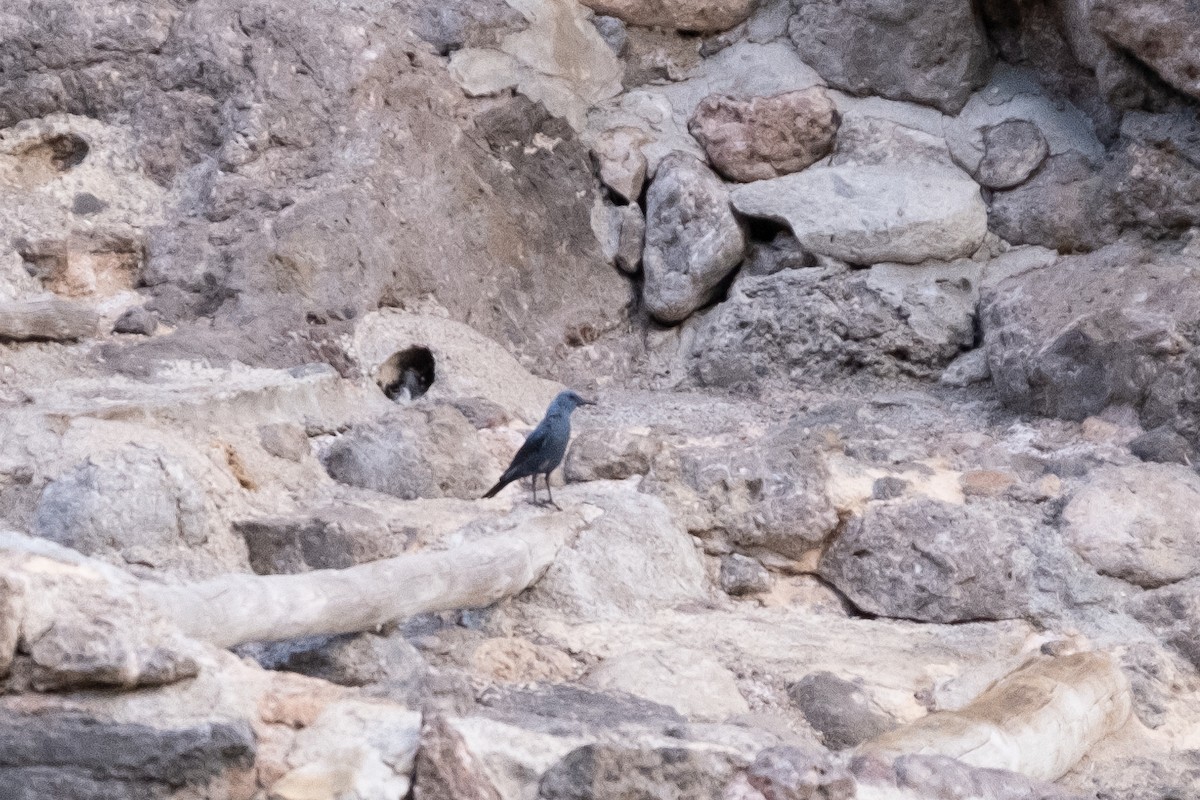 Blue Rock-Thrush - ML620251330