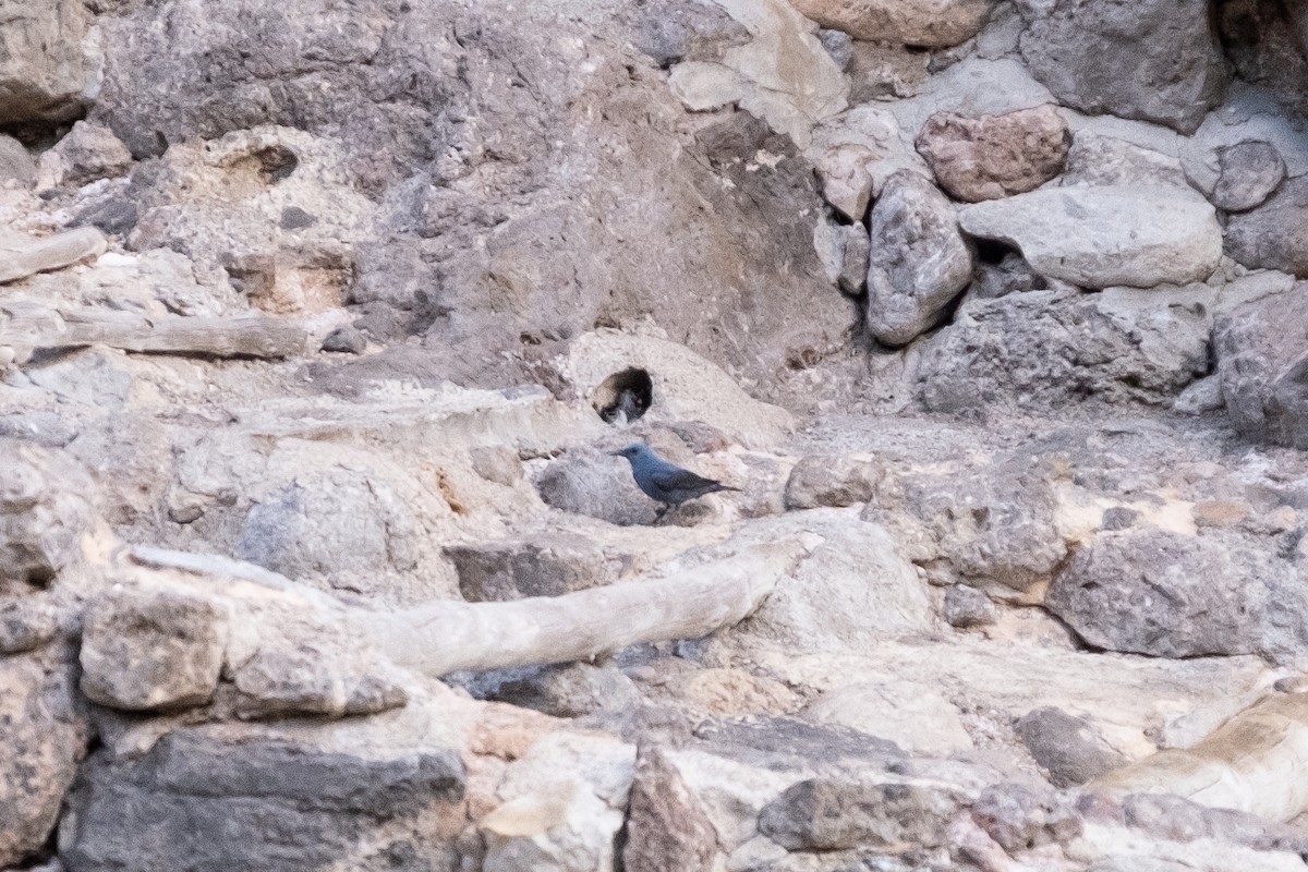 Blue Rock-Thrush - ML620251331