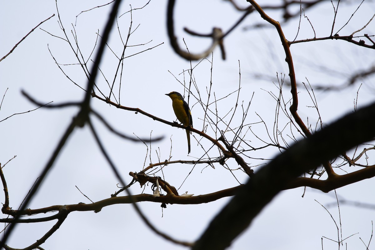 Orange Minivet - ML620251335