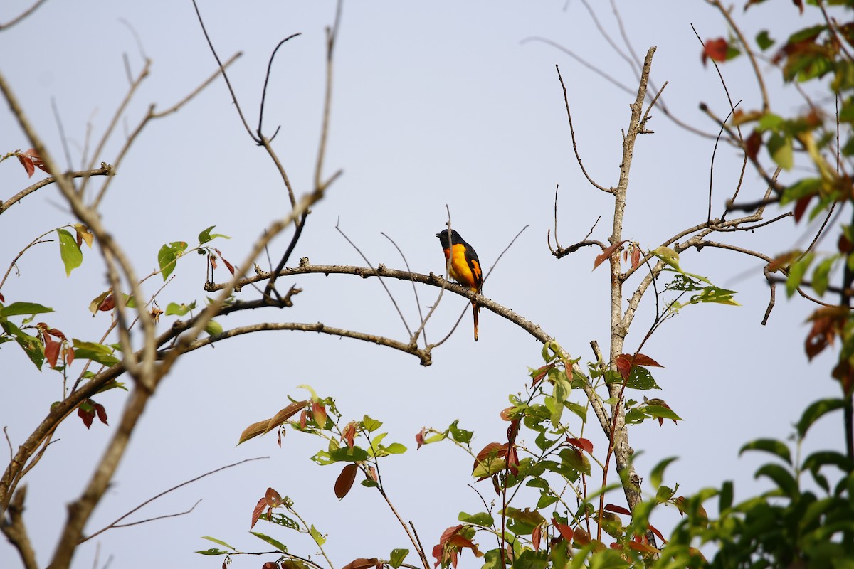 Orange Minivet - ML620251336