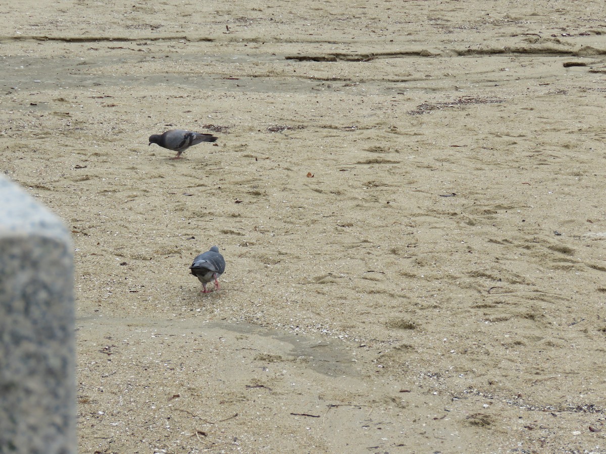 Rock Pigeon (Feral Pigeon) - ML620251339
