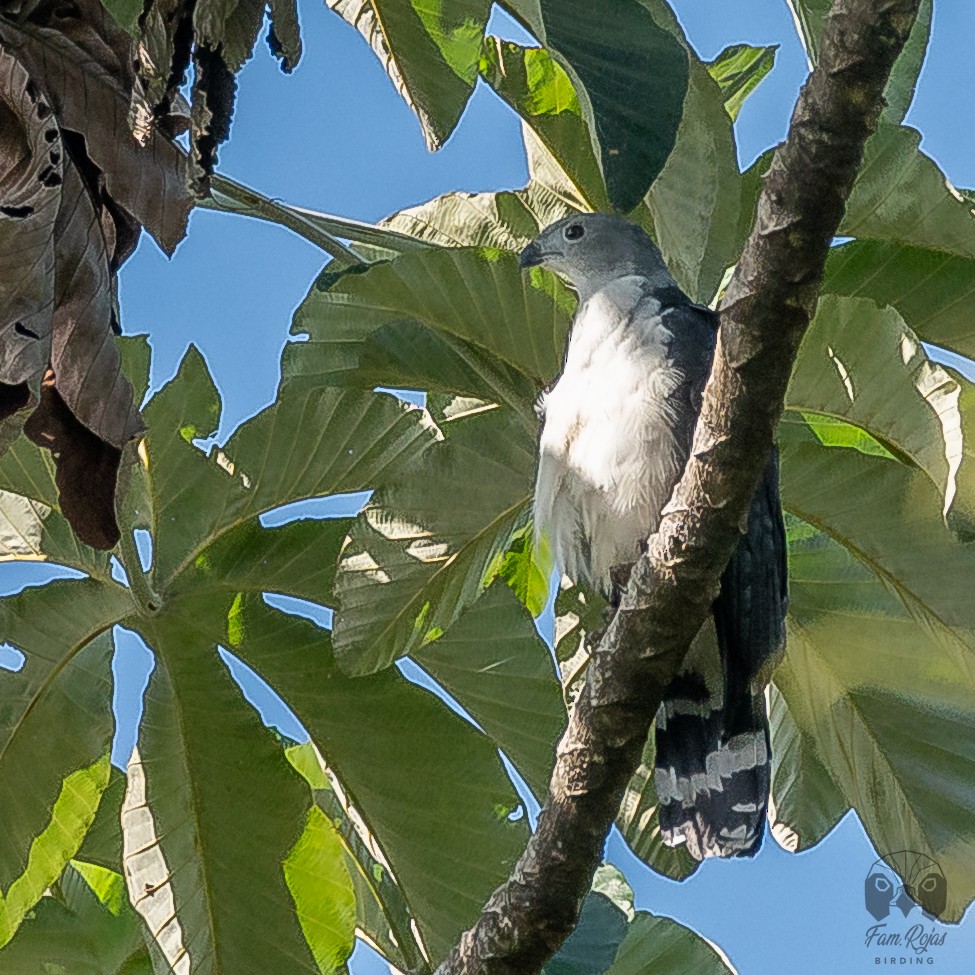 Gray-headed Kite - ML620251340