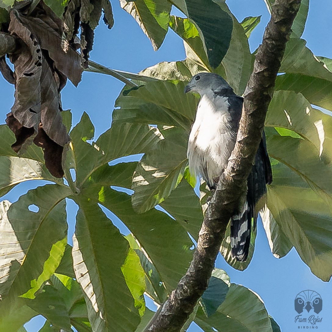 Gray-headed Kite - ML620251341