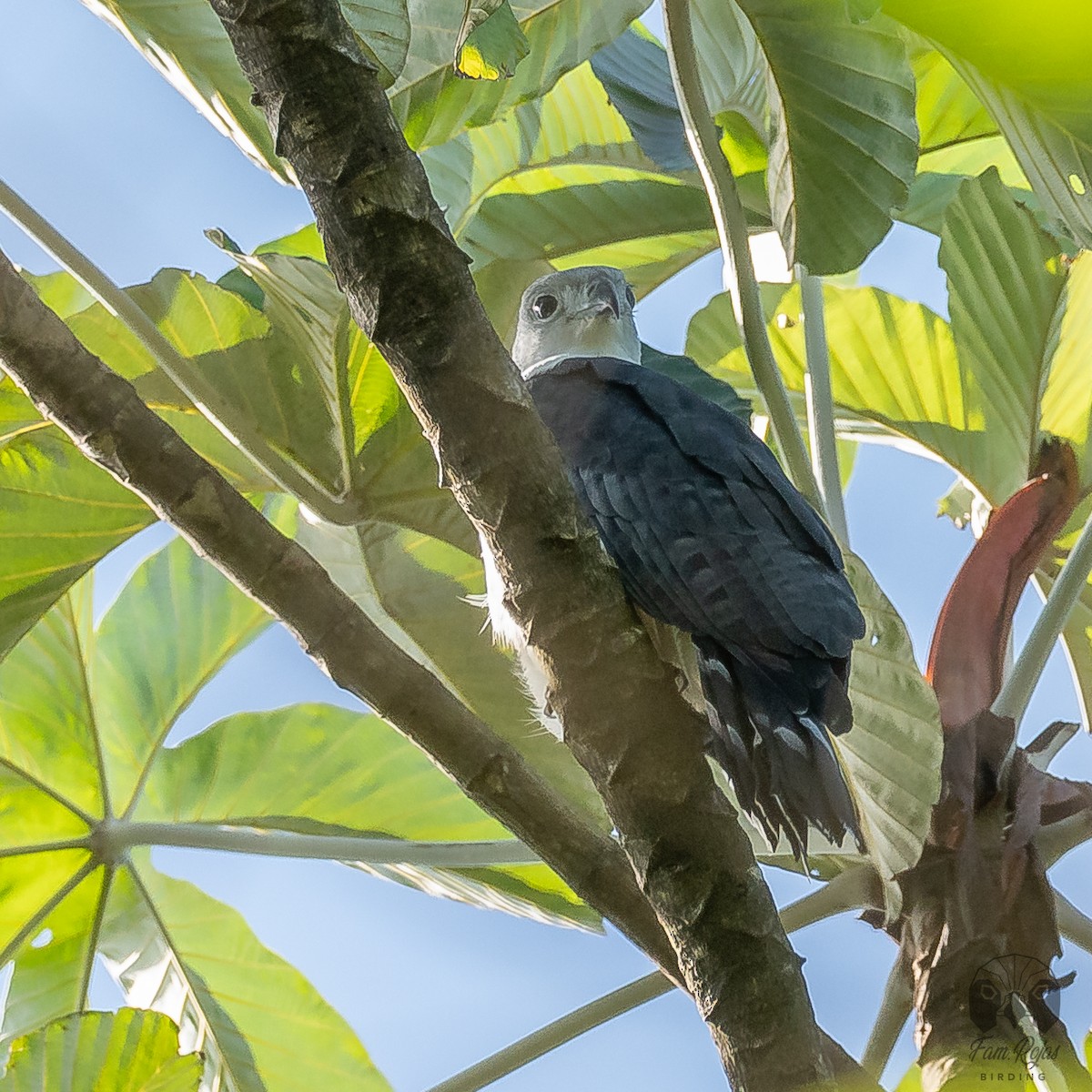 Gray-headed Kite - ML620251342