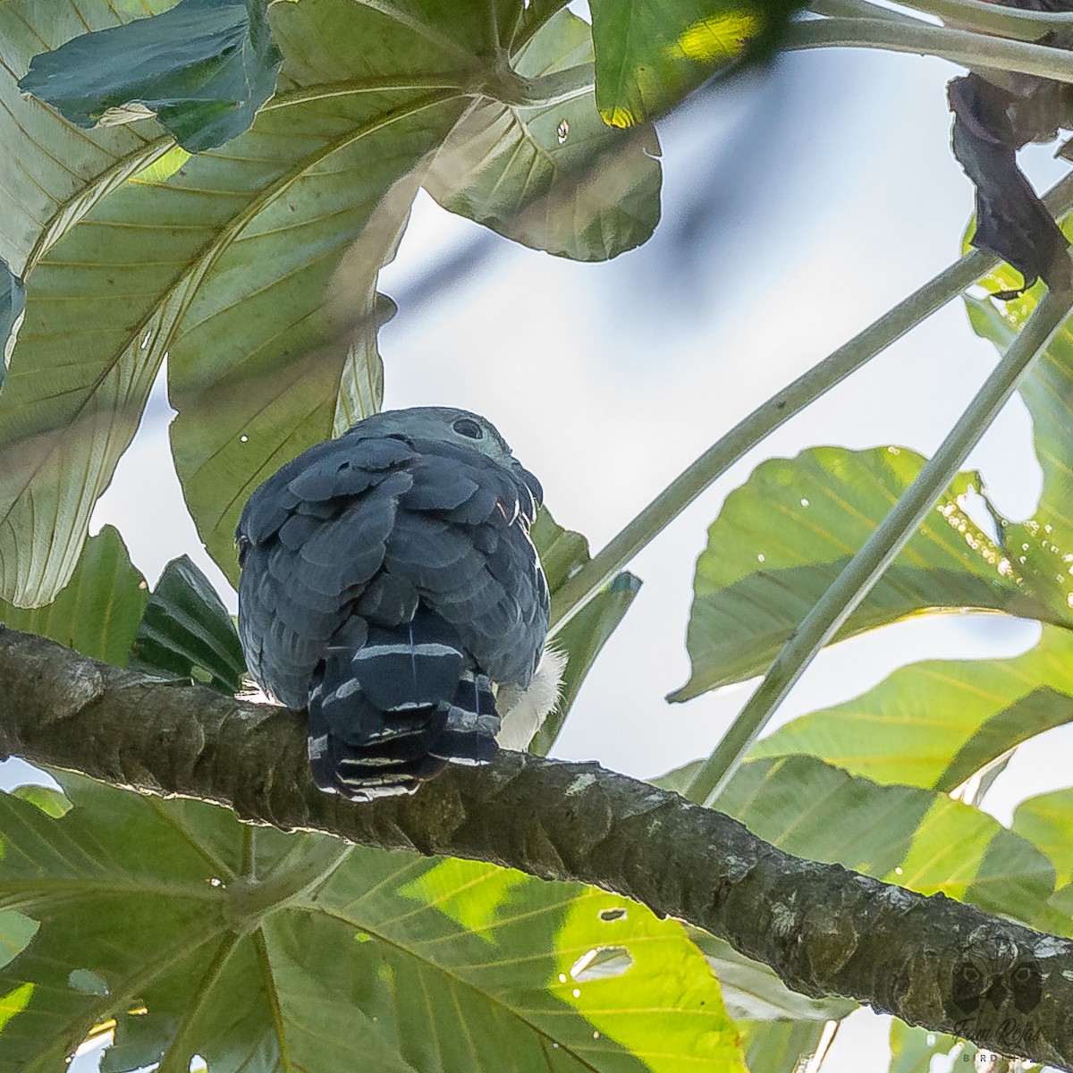 Gray-headed Kite - ML620251345