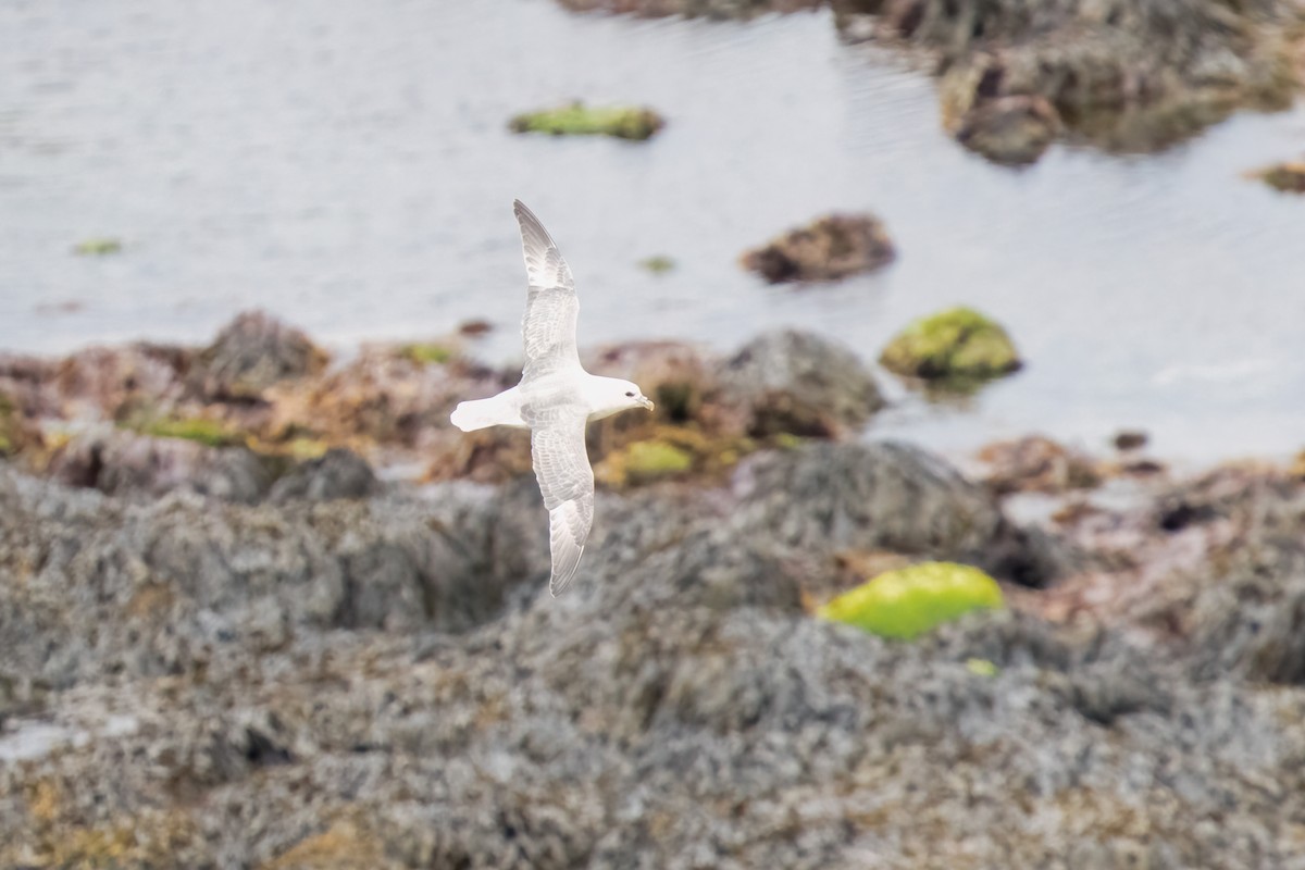 Northern Fulmar - ML620251346