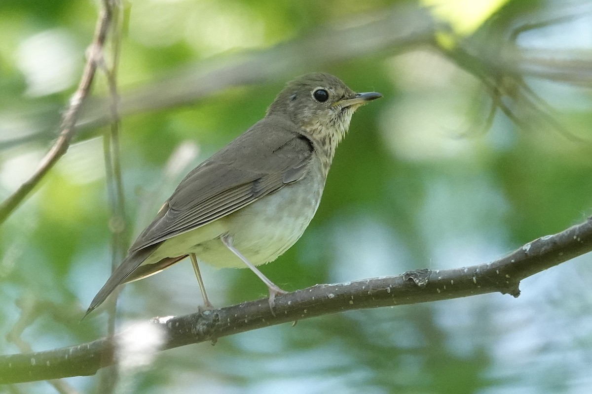 Swainson's Thrush - ML620251349