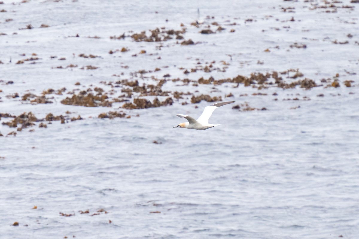 Northern Gannet - ML620251362