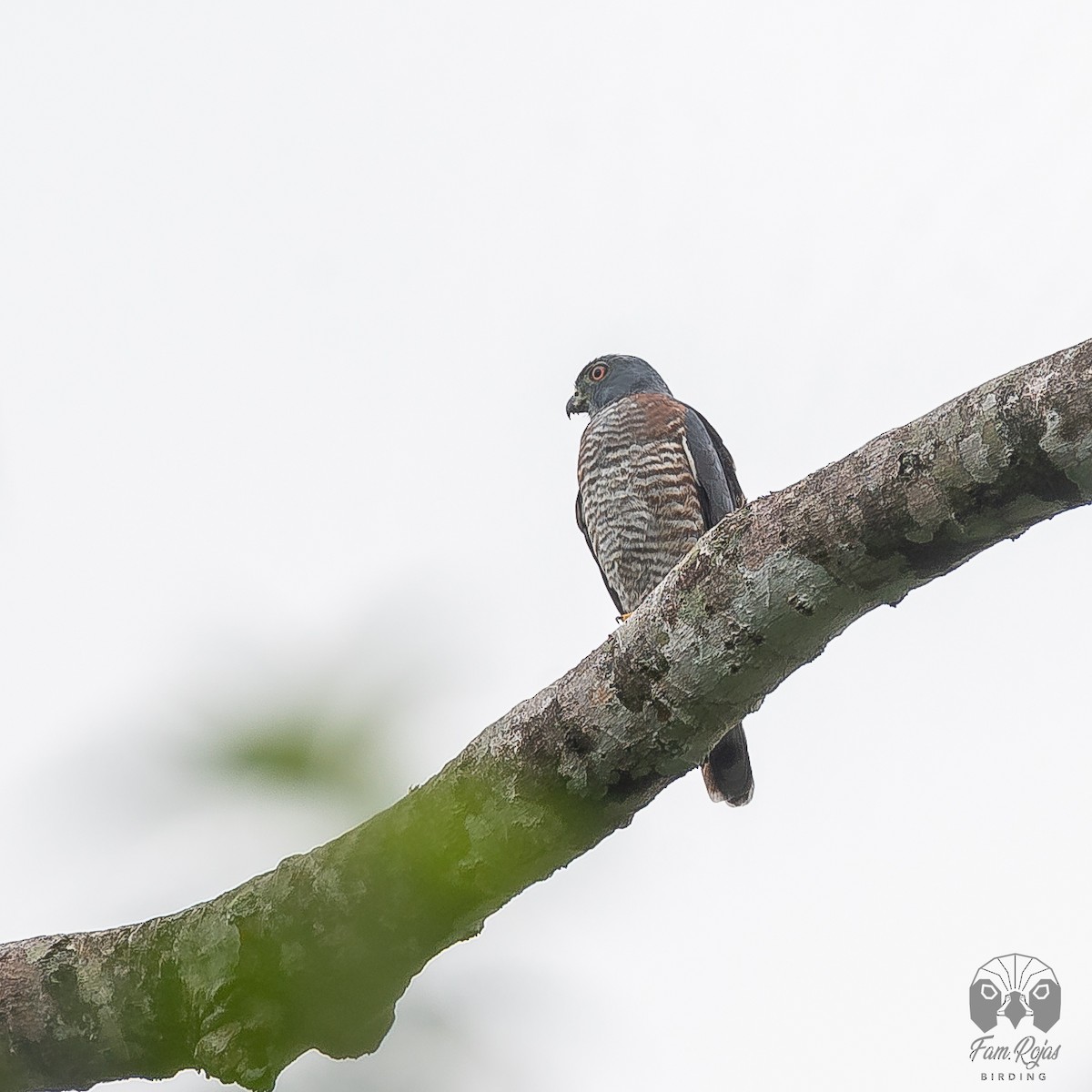 Double-toothed Kite - ML620251366