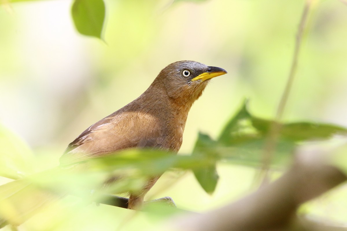 Rufous Babbler - ML620251374